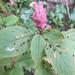 Achyrospermum fruticosum - Photo (c) Sunny Fleming, algunos derechos reservados (CC BY-NC), subido por Sunny Fleming