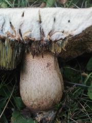 Rubroboletus legaliae