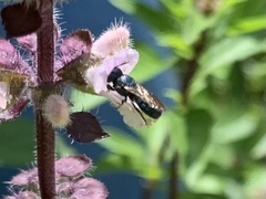 Ceratina unimaculata