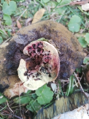 Rubroboletus legaliae