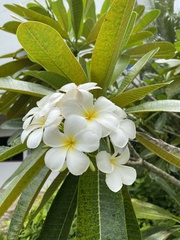 Plumeria obtusa