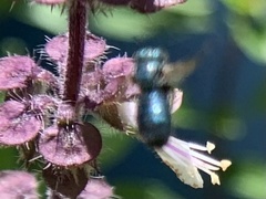 Ceratina unimaculata