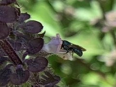 Ceratina unimaculata