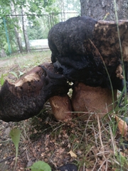 Rubroboletus legaliae