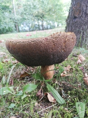 Rubroboletus legaliae