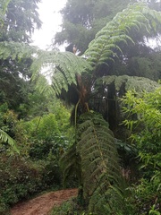 Sphaeropteris tomentosa