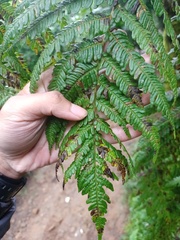 Sphaeropteris tomentosa