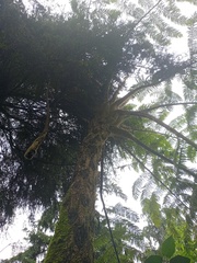 Sphaeropteris tomentosa