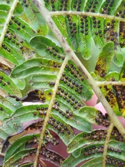 Sphaeropteris tomentosa