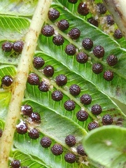 Sphaeropteris tomentosa