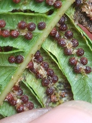 Sphaeropteris tomentosa