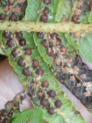 Sphaeropteris tomentosa