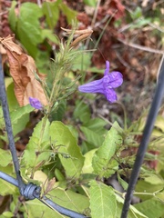 Ruellia nudiflora nudiflora