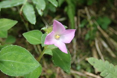 Sarcopyramis napalensis delicata