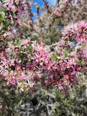 Prunus andersonii