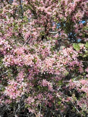 Prunus andersonii