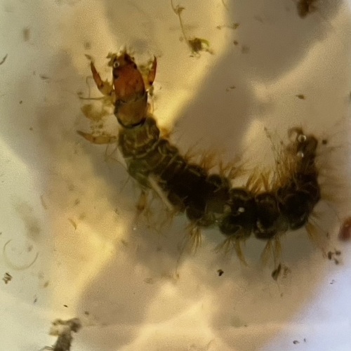 iNaturalist observation photo of Rhyacophila