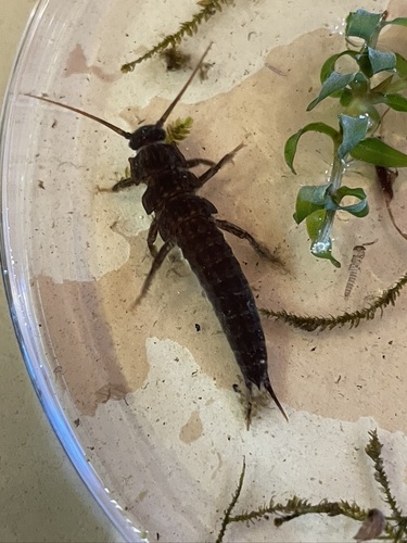iNaturalist observation photo of Giant Stoneflies and Salmonflies