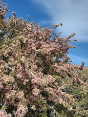 Prunus andersonii