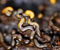 Willkommlangea reticulata