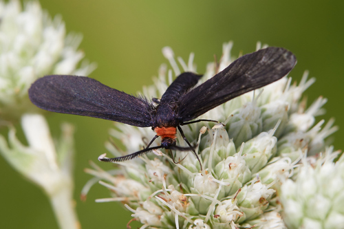 Grapeleaf Skeletonizer Moth photo 5