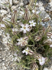 Silene sargentii