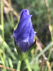Gentianopsis macrantha