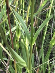 Gentianopsis macrantha