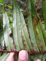Blechnum vestitum