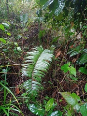 Blechnum vestitum