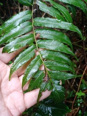 Blechnum vestitum