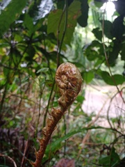 Blechnum vestitum