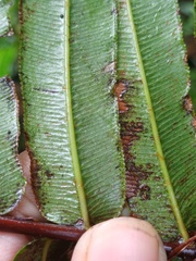 Blechnum vestitum