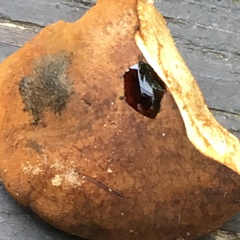 Tylopilus ferrugineus