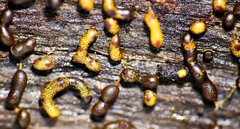 Willkommlangea reticulata