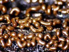 Willkommlangea reticulata