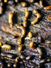 Willkommlangea reticulata