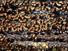 Willkommlangea reticulata