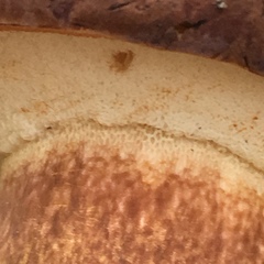 Tylopilus ferrugineus