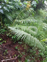 Pneumatopteris callosa