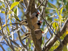 Poephila acuticauda hecki