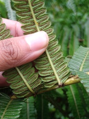 Pneumatopteris callosa