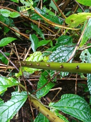 Pneumatopteris callosa