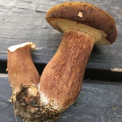 Tylopilus ferrugineus