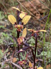 Diuris brachyscapa