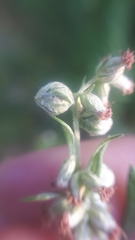 Anthodiplosis rudimentalis