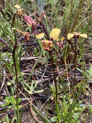 Diuris brachyscapa