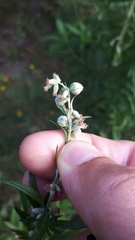 Anthodiplosis rudimentalis