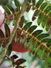 Alsophila polycarpa