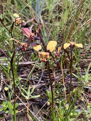 Diuris brachyscapa